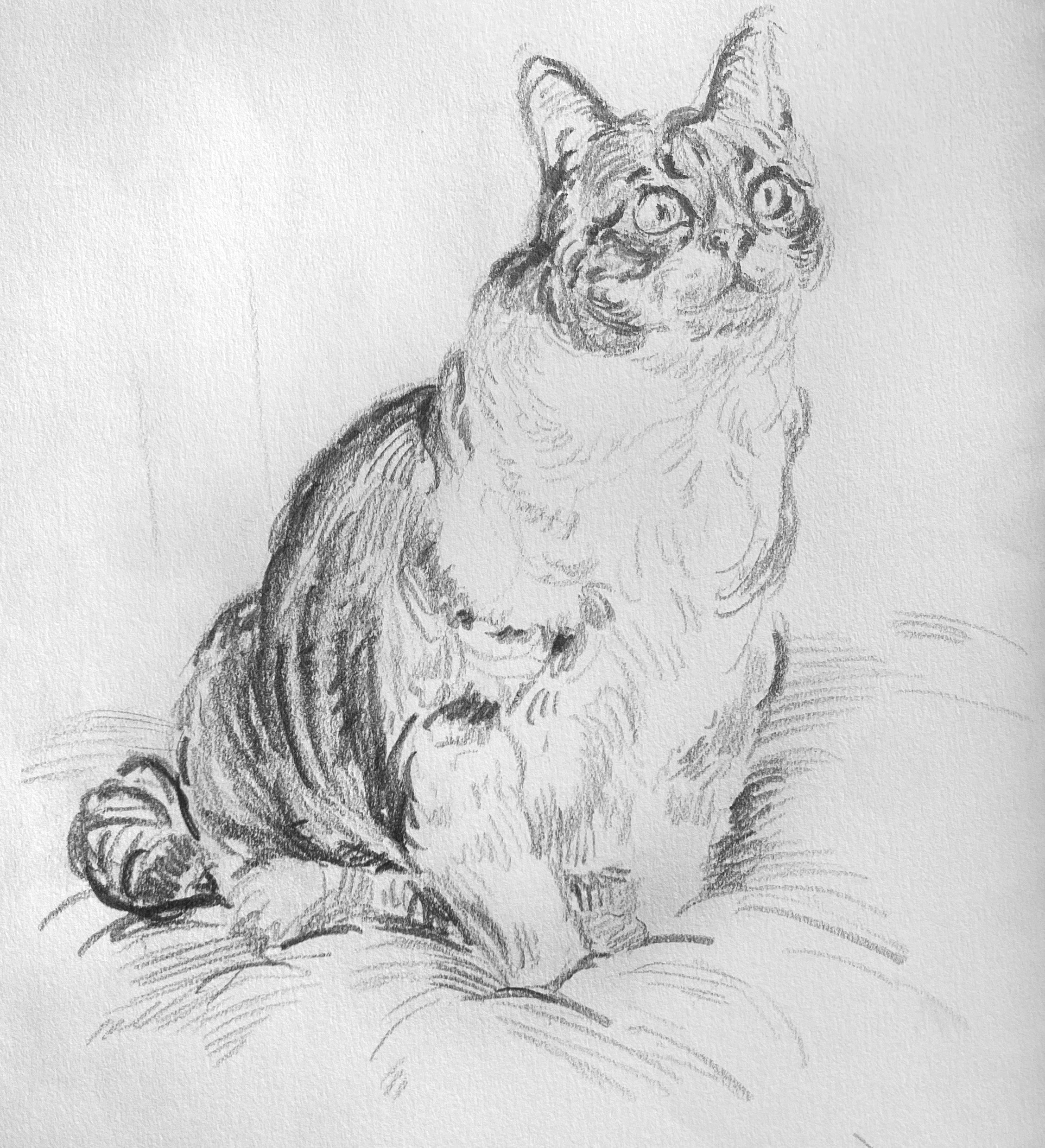 Cat, 2025