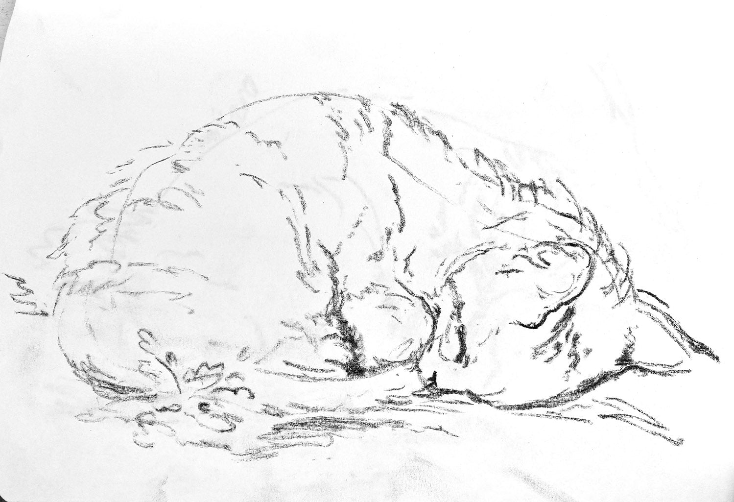 Sleeping Kitten, 2025