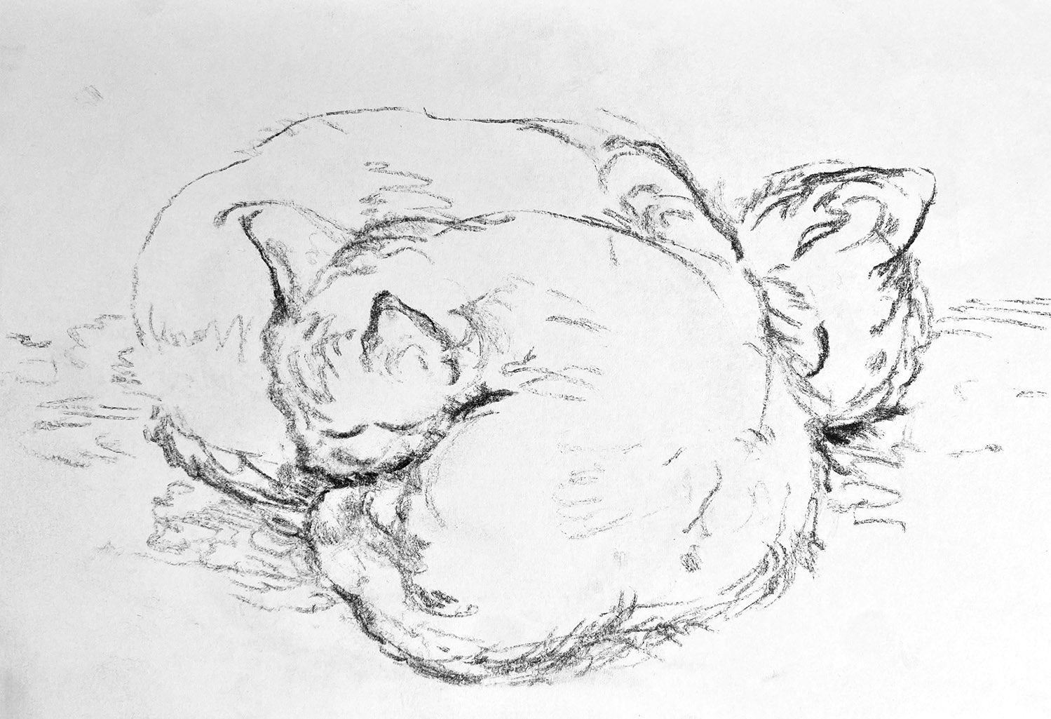 Sleepy Kittens, 2025
