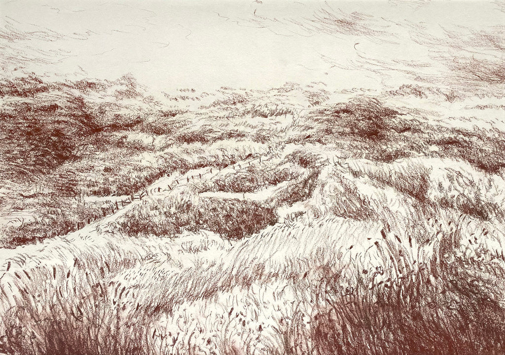 Dunes of Scheveningen, 2025
