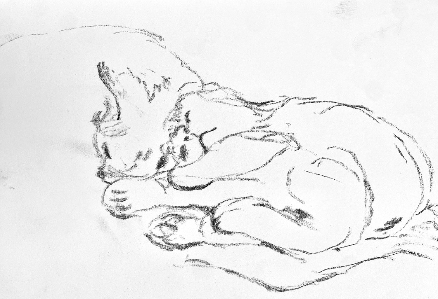 Sleepy Kittens, 2025