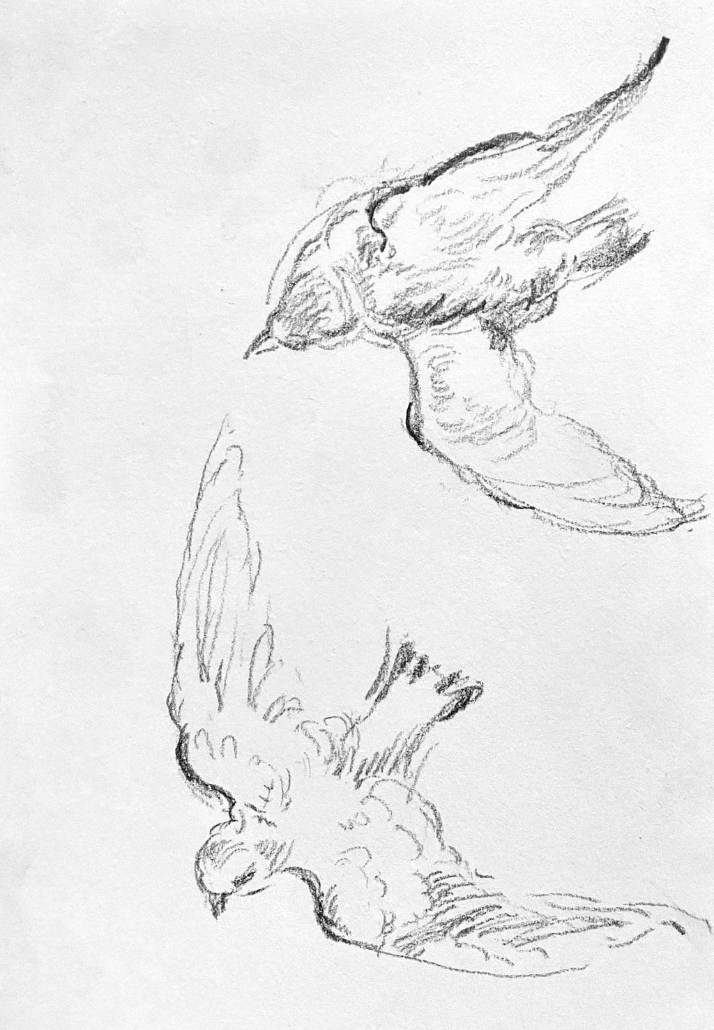 Two Birds, 2025